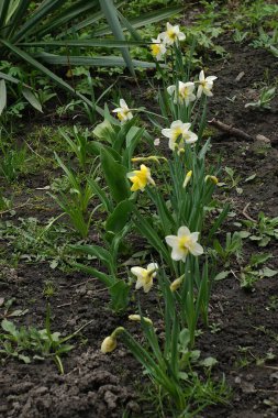 Narcissus (Narcissus), Amarillis familyasından bir bitki cinsidir. 