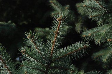 Dikenli, mavi veya Colorado ladin (Picea pungens Engelm.) 