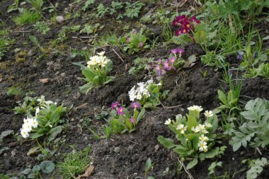 Primula vulgaris (Primula vulgaris), Primulacea familyasından bir bitki türü. Diğer isimler 