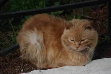 Kedi kedisi (Latince Felis Silvestris catus), kedigiller (Felis) familyasından bir kedi türü.)          
