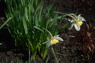 Narcissus (Narcissus), Amarillis familyasından bir bitki cinsidir. 