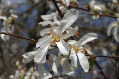 Magnolia, manolya familyasından büyük bir bitki cinsidir.