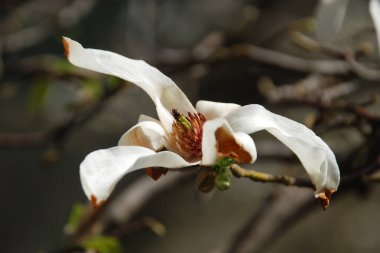 Magnolia, manolya familyasından büyük bir bitki cinsidir.