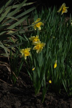 Narcissus (Narcissus), Amarillis familyasından bir bitki cinsidir. 