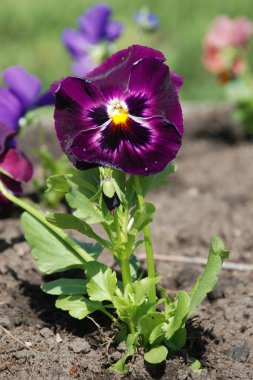 Üç renkli menekşe, vahşi nonoş (Viola üç renkli L.)