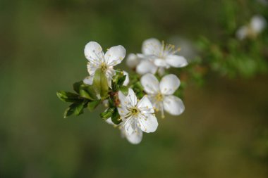 Kiraz eriği (Prunus cerasifera veya Prunus divaricata), gülgiller (Rosaceae) familyasından bir meyve ağacı. 