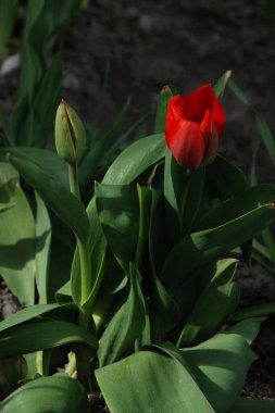 Bahçe lalesi (Tulipa gesneriana), zambak familyasından bir bitki türü. 