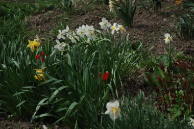 Narcissus (Narcissus), Amarillis familyasından bir bitki cinsidir. 