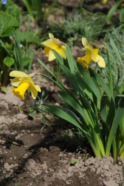 Narcissus (Narcissus), Amarillis familyasından bir bitki cinsidir. 