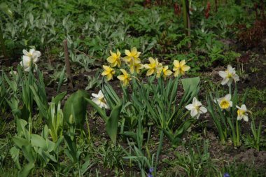 Narcissus (Narcissus), Amarillis familyasından bir bitki cinsidir. 