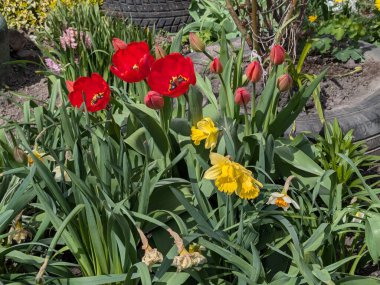 Kırmızı Laleler ve Sarı Nergisler