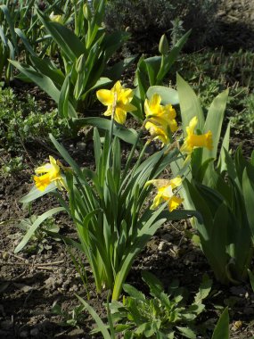 Narcissus (Narcissus), Amarillis familyasından bir bitki cinsidir.           