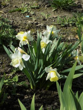 Narcissus (Narcissus), Amarillis familyasından bir bitki cinsidir.           