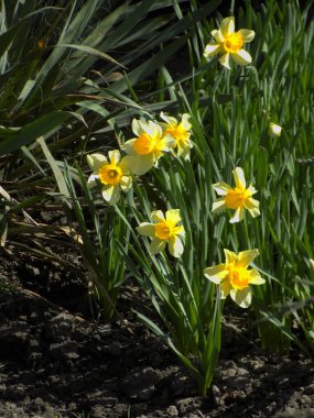 Narcissus (Narcissus), Amarillis familyasından bir bitki cinsidir.           