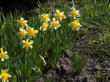 Narcissus (Narcissus), Amarillis familyasından bir bitki cinsidir.           
