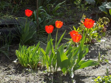 Kırmızı Laleler ve Sarı Nergisler          
