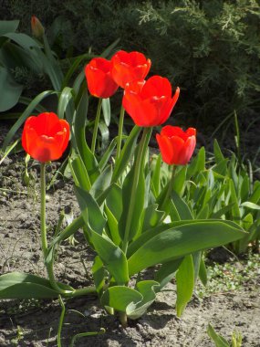 Kırmızı Laleler ve Sarı Nergisler          