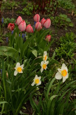 Bahçe lalesi ve narsist