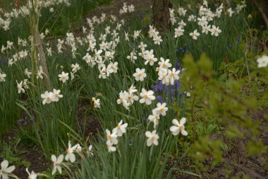 Narcissus (Narcissus), Amarillis familyasından bir bitki cinsidir.