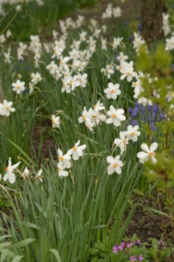 Narcissus (Narcissus), Amarillis familyasından bir bitki cinsidir.
