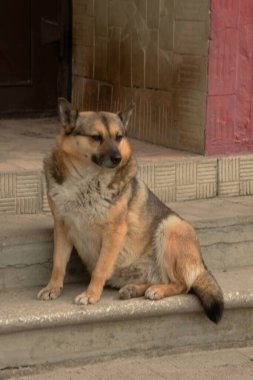 Köpek ya da evcil köpek (Canis lupus familiaris))