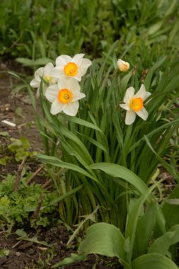 Narcissus (Narcissus), Amarillis familyasından bir bitki cinsidir.