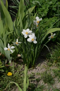 Narcissus (Narcissus), Amarillis familyasından bir bitki cinsidir.