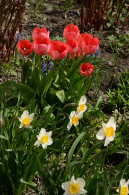 Bahçe lalesi ve narsist