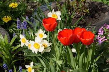Bahçe lalesi ve narsist