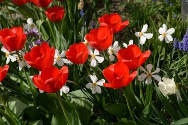 Bahçe lalesi ve narsist