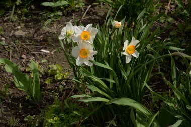 Narcissus (Narcissus), Amarillis familyasından bir bitki cinsidir.
