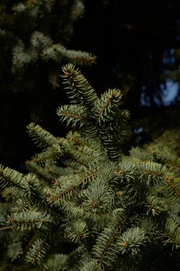 Dikenli, mavi veya Colorado ladin (Picea pungens Engelm.) 