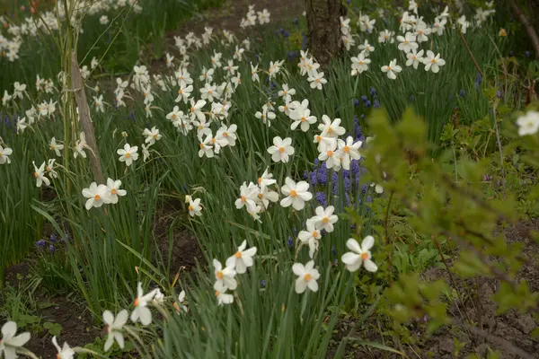 Narcissus (Narcissus), Amarillis familyasından bir bitki cinsidir.