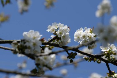 Kiraz eriği (Prunus cerasifera veya Prunus divaricata), gülgiller (Rosaceae) familyasından bir meyve ağacı.