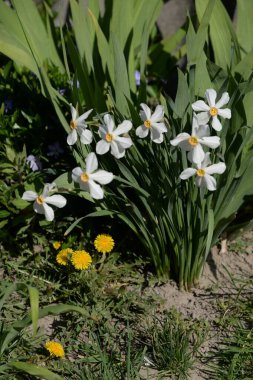 Narcissus (Narcissus), Amarillis familyasından bir bitki cinsidir.