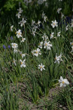 Narcissus (Narcissus), Amarillis familyasından bir bitki cinsidir.