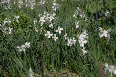 Narcissus (Narcissus), Amarillis familyasından bir bitki cinsidir.