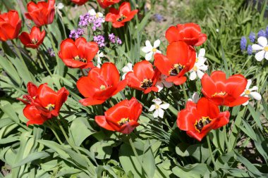 Bahçe lalesi ve narsist