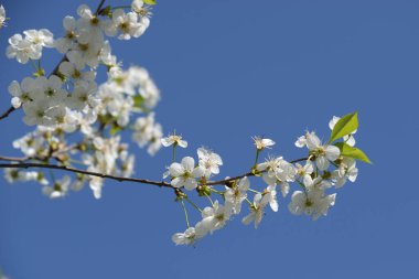 Kiraz eriği (Prunus cerasifera veya Prunus divaricata), gülgiller (Rosaceae) familyasından bir meyve ağacı.