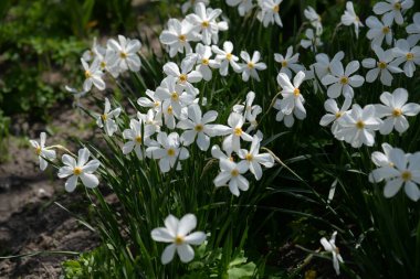 Narcissus (Narcissus), Amarillis familyasından bir bitki cinsidir.