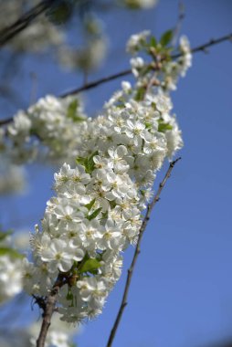 Kiraz eriği (Prunus cerasifera veya Prunus divaricata), gülgiller (Rosaceae) familyasından bir meyve ağacı.