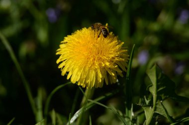 Sıradan yaban domuzu (Şırınga bayağılığı))