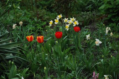 Bahçe lalesi ve narsist
