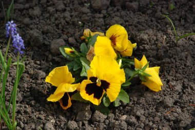 Üç renkli menekşe, vahşi nonoş (Viola üç renkli L.)