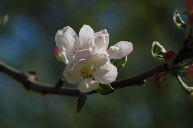 Beyaz elma çiçeği, bahar.