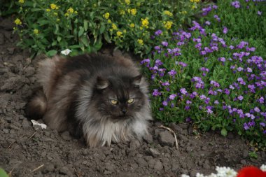 Kedi kedisi (Latince Felis Silvestris catus), kedigiller (Felis) familyasından bir kedi türü.)