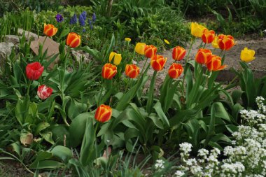 Bahçe lalesi (Tulipa gesneriana), zambak familyasından bir bitki türü. 