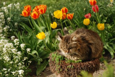 Kedinin kedisi ya da kedinin kedisi ve bahçe lalesi.