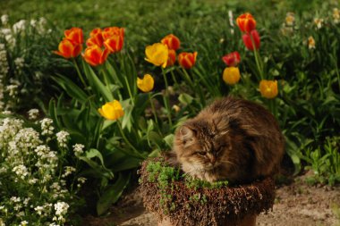Kedinin kedisi ya da kedinin kedisi ve bahçe lalesi.