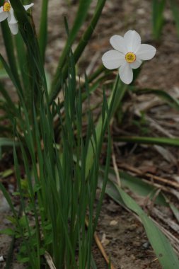 Narcissus (Narcissus), Amarillis familyasından bir bitki cinsidir.